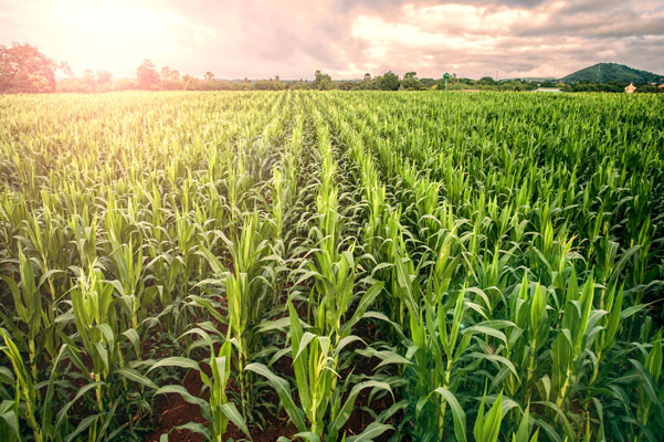 Crop processing